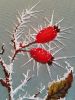 20180929_115828.thumb.jpg.b96e30fabfe0cf811b16ef80bc09339a.jpg