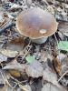 20181006_104142.thumb.jpg.503b8e6b3610283171a9a8e447698dfe.jpg