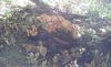 20181006_105229.thumb.jpg.825975ab470acbf8098a134cfe79d392.jpg