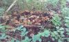 20181006_112240.thumb.jpg.1d26b2bbea6455f18d601ce9eb870fd5.jpg