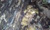 20181006_115427.thumb.jpg.b8a95ef480368d7e88436e6ca8b59013.jpg