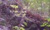 20181006_132321.thumb.jpg.c38663f5095266e3f24f414edab197f3.jpg