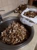 20181006_180139.thumb.jpg.b76b7b41f476eb23f570d3bfdfa22937.jpg