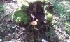20181008_111306.thumb.jpg.78351859bdf7f639e4810e5c652e98bf.jpg