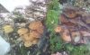 20181008_122504.thumb.jpg.3cd9e34eb250b462205da4d7cee732c1.jpg