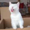 котёнок-язык-коробка-белый-кот-4240085.jpg