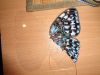 Butterfly6-2.thumb.JPG.e75345ca088d61ad3d2341354d742660.JPG