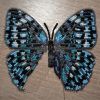 Butterfly6-4.thumb.jpg.0cee0af99488cad2fddc2bac4a627482.jpg