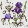 DFEA-Iris.jpg.58f7414c7b3321f8075132a70ea5e938.thumb.jpg.29abe810a3cda5a1e120c9f4302e4af6.jpg