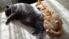 DSC_0001.thumb.JPG.cacf9c679ff865d2174c0066b8c3994a.JPG