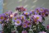 DSC_0701.thumb.JPG.57cc3f1a848962e963b3d2aecad3a572.JPG