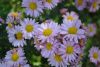 DSC_0708.thumb.JPG.7cdc7a7b52eb18288766aa08b1965be0.JPG