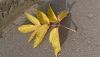 DSC_0880.thumb.JPG.1ff843e572239c1855b315119a4c2ab1.JPG