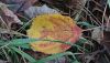 DSC_0883.thumb.JPG.25ec4824514260bc07b0f73d40ee4c92.JPG