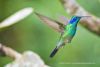 Hummingbird-Green-Violet-Eared.thumb.jpg.5cdfc7257382d76ff0c29c622de85cec.jpg