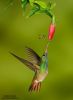 Hummingbird-buff-bellied.thumb.jpg.8749513ffbfffe3572e8ca8ed16202b7.jpg