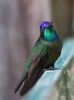 Hummingbird-rivoli.thumb.jpg.35db758d16aeeb8ad39e90713bf4f5ce.jpg