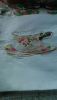 IMG-20171210-WA0001.jpg