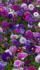 IMG-20181014-WA0000.thumb.jpg.8c043320b161ebc1314c57695819954e.jpg