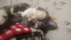 IMG-20181019-WA0025.thumb.jpg.7213a2503db1477c7c09b06d48c0764e.jpg