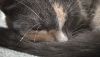 IMG-20181020-WA0045.thumb.jpg.f58de224d048284028bf6ee5675be043.jpg