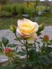 IMG_20180924_094042.thumb.jpg.e91ed101d39bd2c343bebe41e3d8c96c.jpg