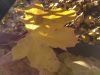 IMG_20181016_092947.thumb.jpg.a4f094babc1dd12648bb626f432f205f.jpg