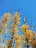 IMG_20181019_131136_.thumb.jpg.d549e96db1ed4239bfce974143df8ef6.jpg