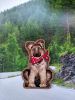 IMG_20181028_161514_HDR.thumb.jpg.d3b13426904b99d8a7069da47eaa1325.jpg
