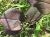 IMG_5029.thumb.JPG.2c5451813bedb18a1424394426fc09bc.JPG?1538417707349