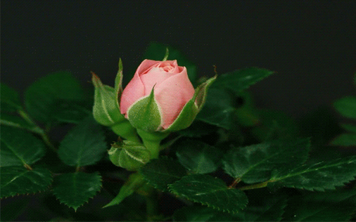 IMG_9764.GIF