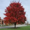 acer_rubrum_october_glory-1.thumb.jpg.48f0b4516b38a9f500428170200eba9b.jpg