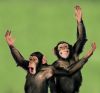 chimps_01.thumb.jpg.7c376d12b9847f0a7e901f1f8e8dba0b.jpg