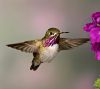 hummingbird-calliope.thumb.jpg.18b87c0070f54db675f4c5f7ce9a2cce.jpg