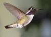 hummingbird-costa.thumb.jpg.95bab3d766a4c331fe837cd25e5050ef.jpg