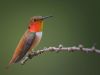 hummingbird-rufous.thumb.jpg.239eb495e052ef4079f87b8ce3076b10.jpg