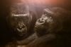 www.GetBg.net_2017Animals___Monkeys_Two_big_black_gorillas_115253_.thumb.jpg.e5dfcaa4f0e088766e859dba0aeb5a23.jpg
