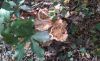 20181031_130915.thumb.jpg.f2a21190b277581ec838ec51f4fc1b70.jpg