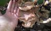 20181031_131207.thumb.jpg.174073949864f0d569705b8b0b0f94e6.jpg