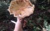 20181031_131321.thumb.jpg.55133af2c2257f22ea30d4bce335a0e3.jpg