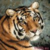 22214.thumb.jpg.05aeaa1d8d43c61f7ace73fdbf34775d.jpg