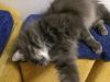 5bfb8f3bac373_1.thumb.JPG.bff27ebb239ac6ef35646df3756e5d6a.JPG