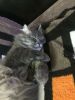 5bfb8f41dbec7_6.thumb.JPG.95d62ff3931fdd448dbe9f5bebf64aa6.JPG
