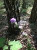 6C039116-742F-4611-B3D9-E4701842D19E.thumb.jpeg.e2ecf42540b5430de4c8d11e3b2cfe5c.jpeg