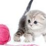 Nessicat