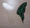 Butterfly7-2.thumb.JPG.1bc59aadd77e63d2d7dd29df846c2dc5.JPG