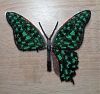 Butterfly7-4.thumb.JPG.1026384ea8fe7bf4bf25046ed57d2b2f.JPG