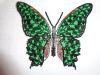Butterfly7-5.thumb.JPG.02fe400dbcf8582b2d73bd4c97f290eb.JPG