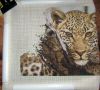 DSC08436.thumb.JPG.ddf7218af1a079be5838466f99bd4bda.JPG
