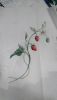 DSC_0939.thumb.JPG.35983c648d6967137c4558b5f764d0d9.JPG